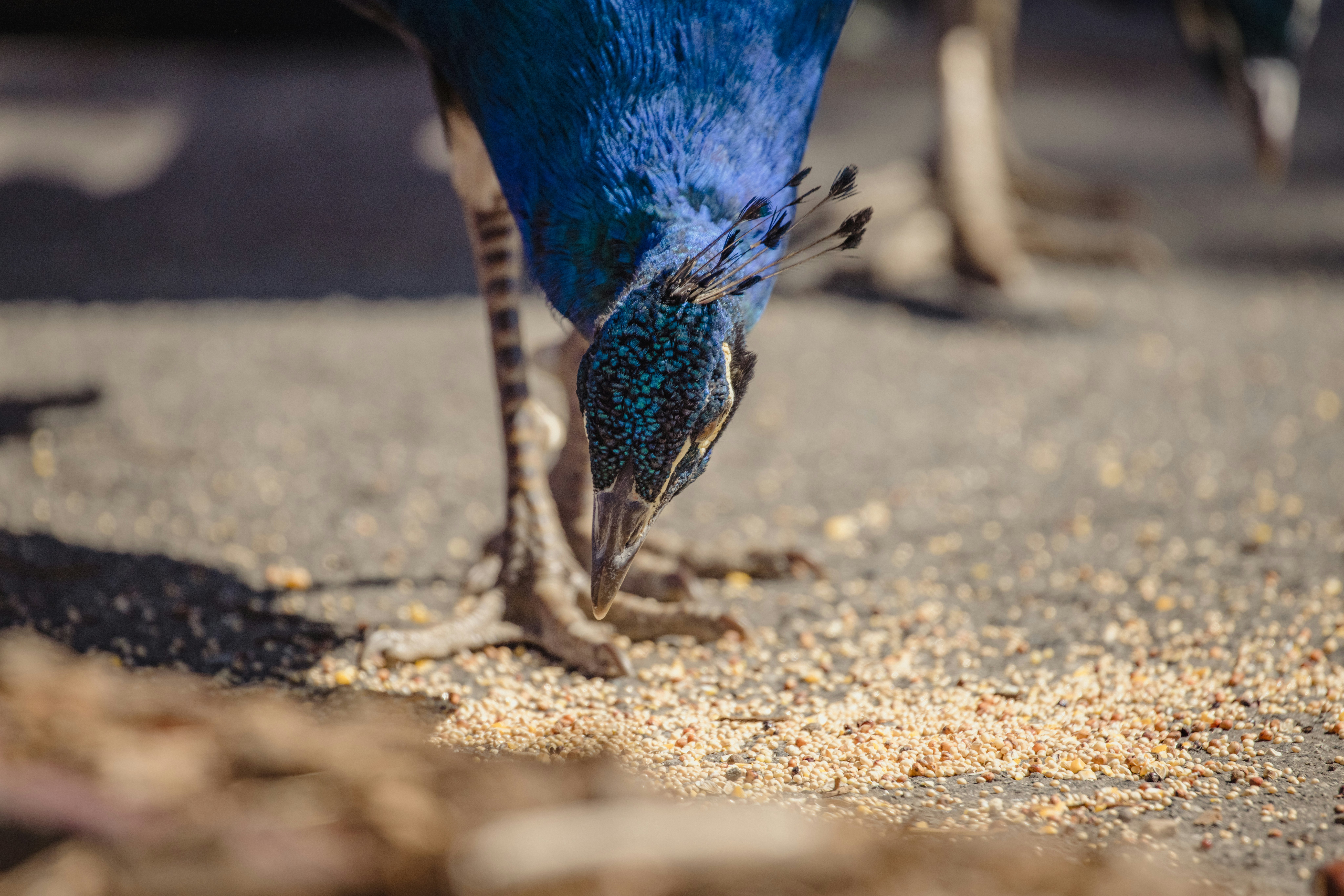 blue and white bird on brown soil during daytime